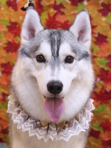 20241101てるくん